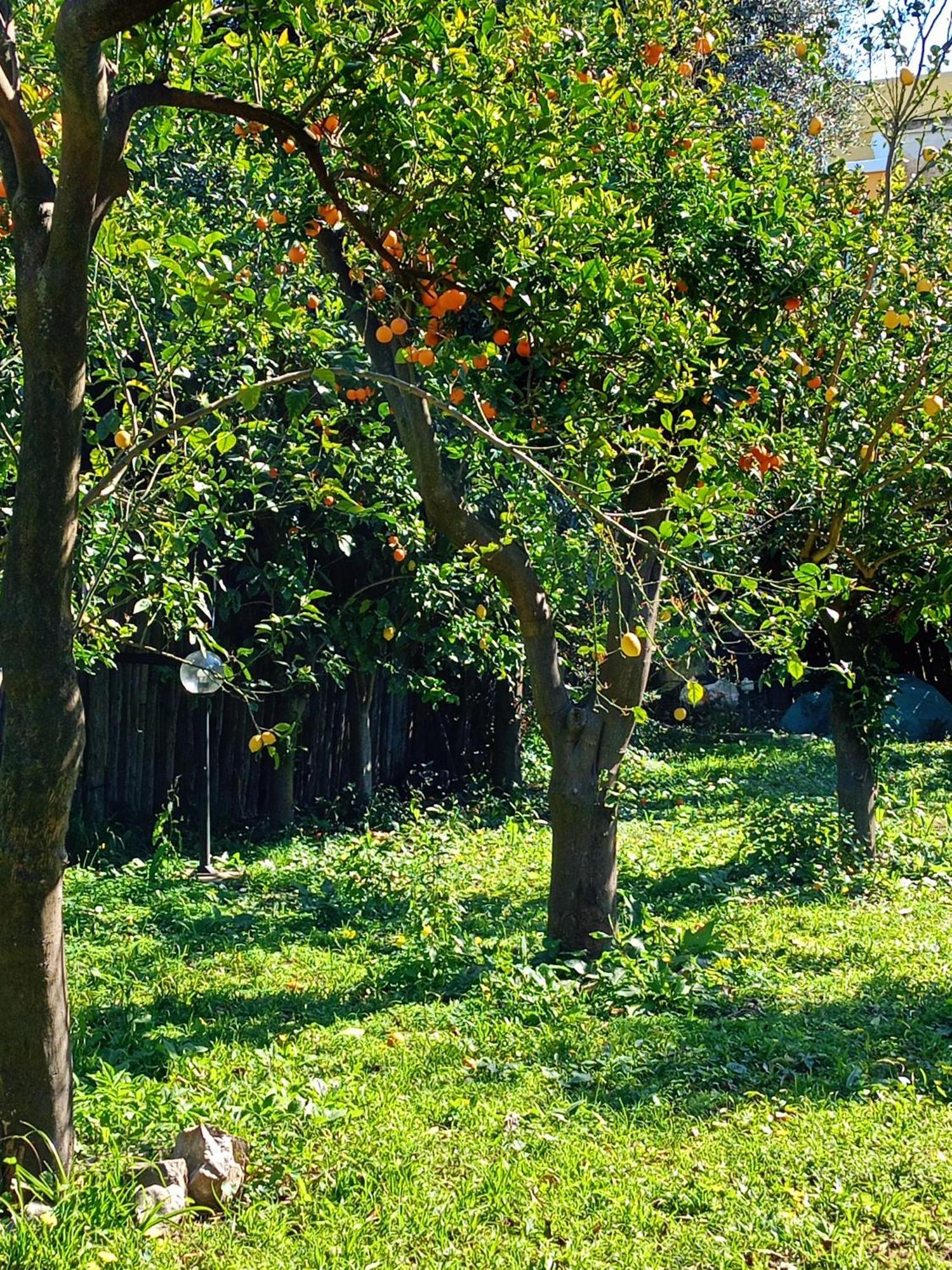 Villino L'Aranceto Sorrentino Bed & Breakfast Meta Exterior foto